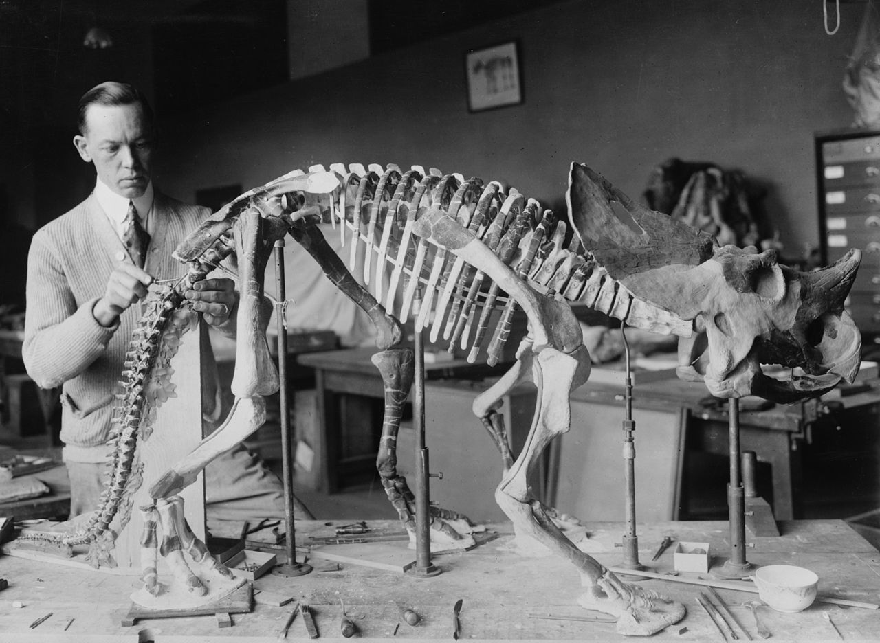 Norman Ross preparing the skeleton of a baby Brachyceratops for exhibition in 1921.